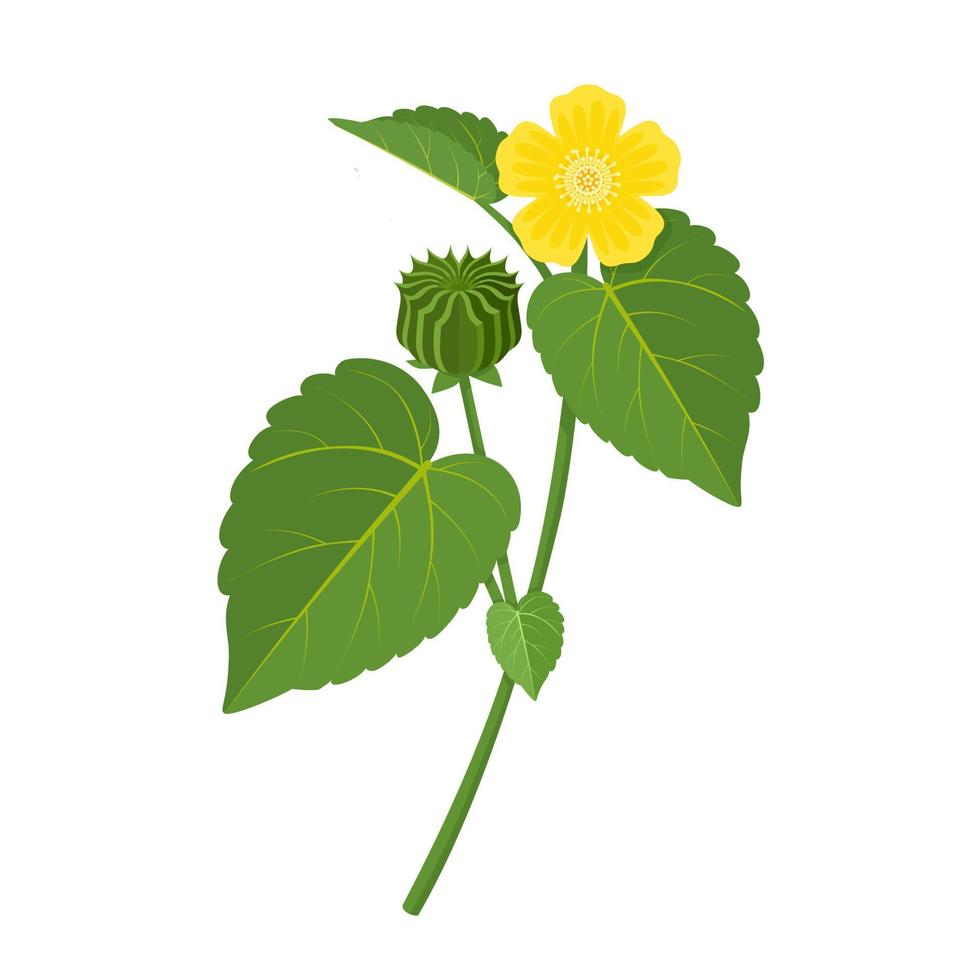 vettore illustrazione, atibala o indiano malva, scientifico nome Abutilon indice, isolato su bianca sfondo.