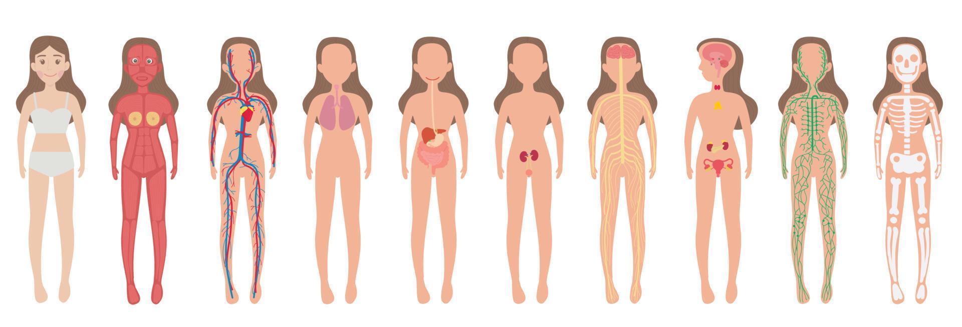 corpo sistema donna umano impostato vettore