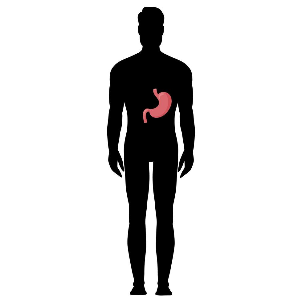 umano stomaco anatomia nel silhouette maschio corpo vettore