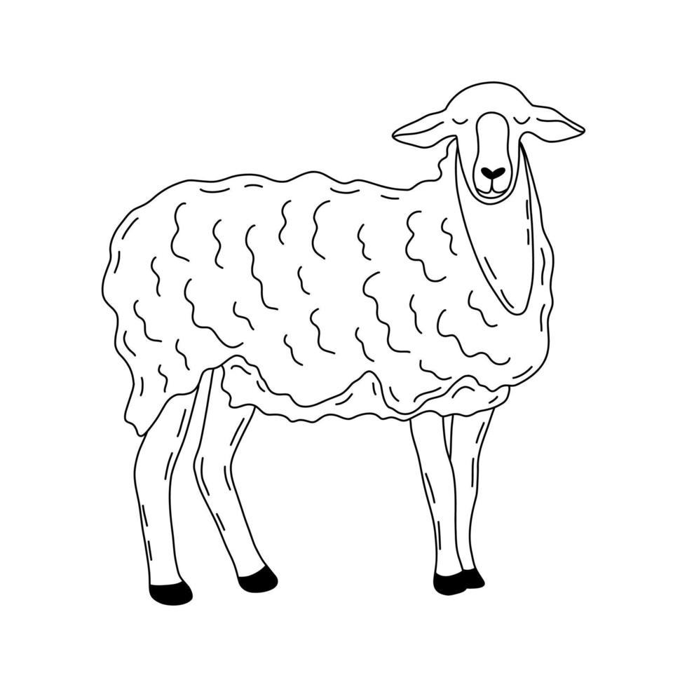 pecore. elegante soffice animale. vettore mano disegnato contorno
