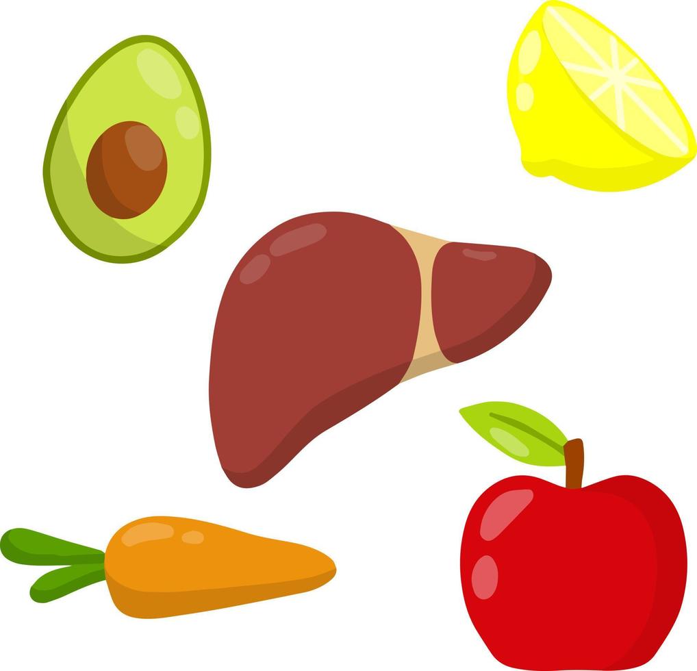 salutare fegato. umano organo. avocado, carota. bene nutrizione e dieta. cartone animato piatto illustrazione. vettore