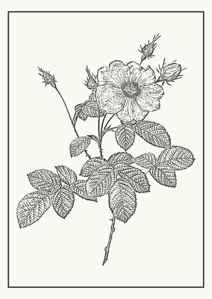 rosa fiore schizzo nel vettore, design elemento. botanico disegno nel incisione stile. design saluto carta e invito di il nozze, compleanno vettore