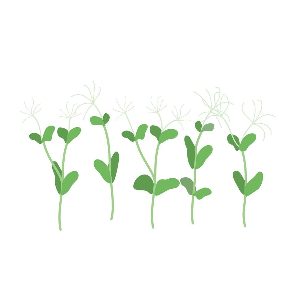 semi e germogli di microgreens di piselli. design elemento. vettore illustrazione.