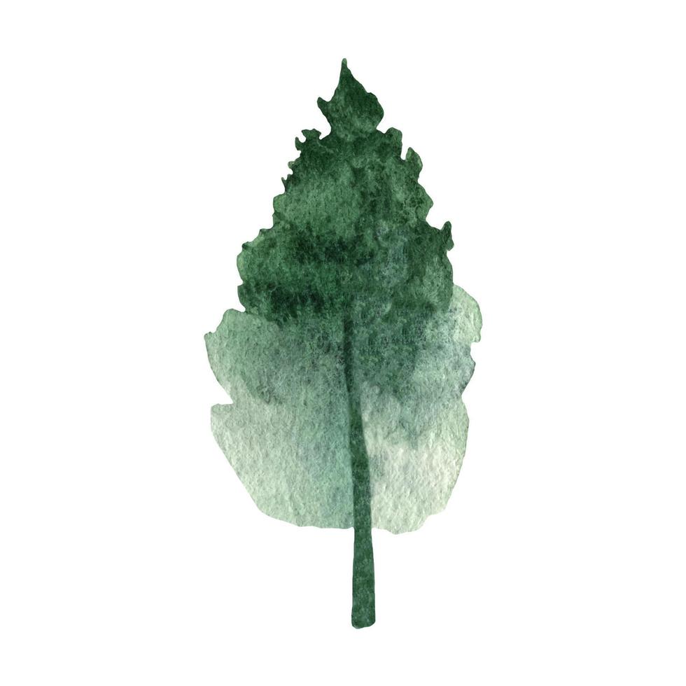 mano disegnato acquerello abete albero foresta clipart vettore