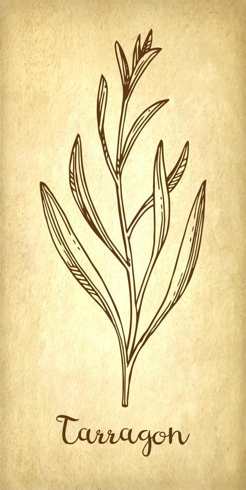 new-herbs-paper-03dragone inchiostro schizzo su vecchio carta sfondo. mano disegnato vettore illustrazione. retrò stile.