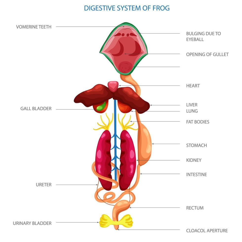 etichettato diagramma di digestivo sistema di rana vettore