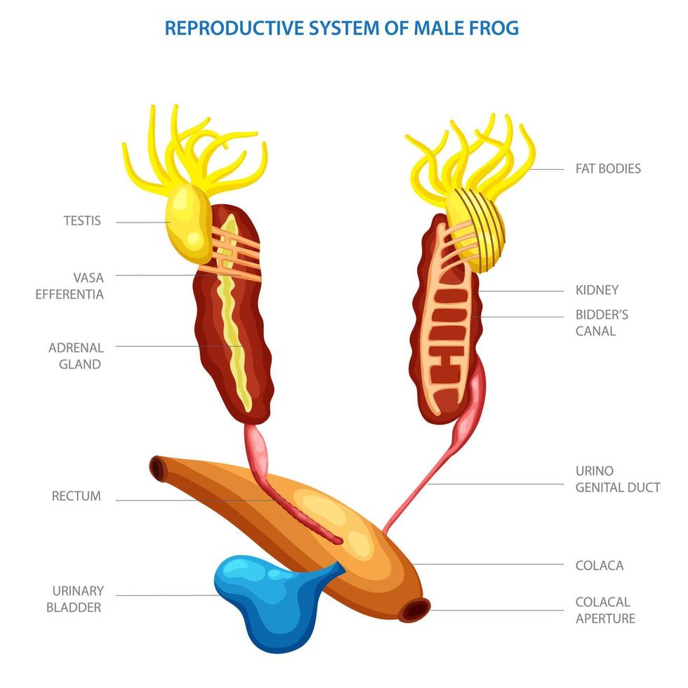 etichettato diagramma di riproduttore sistema di maschio rana vettore