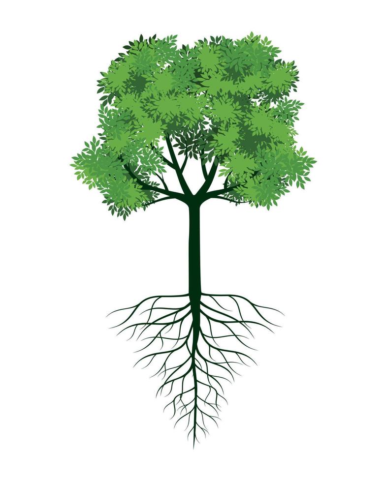 fresco verde albero con le foglie e radici. vettore schema illustrazione. pianta nel giardino.