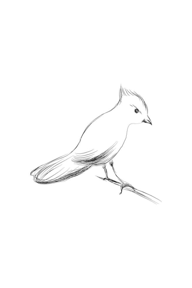 mano disegnato uccello su ramo. vettore