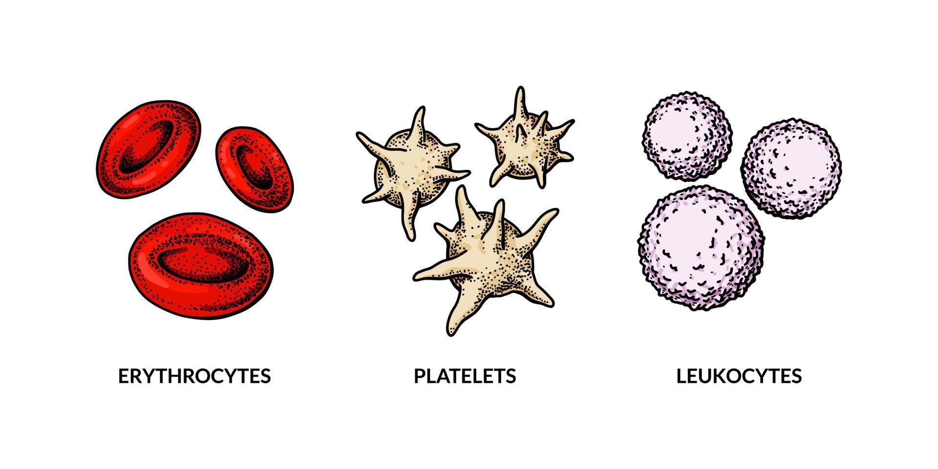sangue cellule isolato su bianca sfondo. mano disegnato eritrociti, leucociti e piastrina. scientifico biologia illustrazione nel schizzo stile vettore