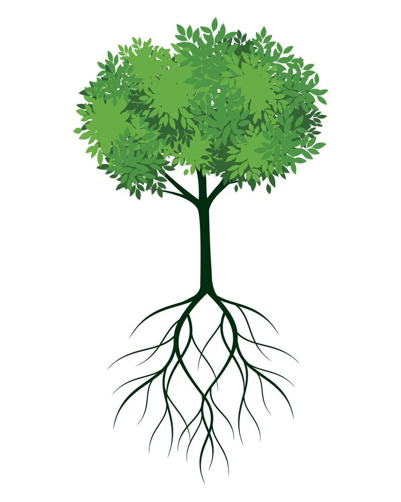 fresco verde albero con le foglie e radici. vettore schema illustrazione. pianta nel giardino.