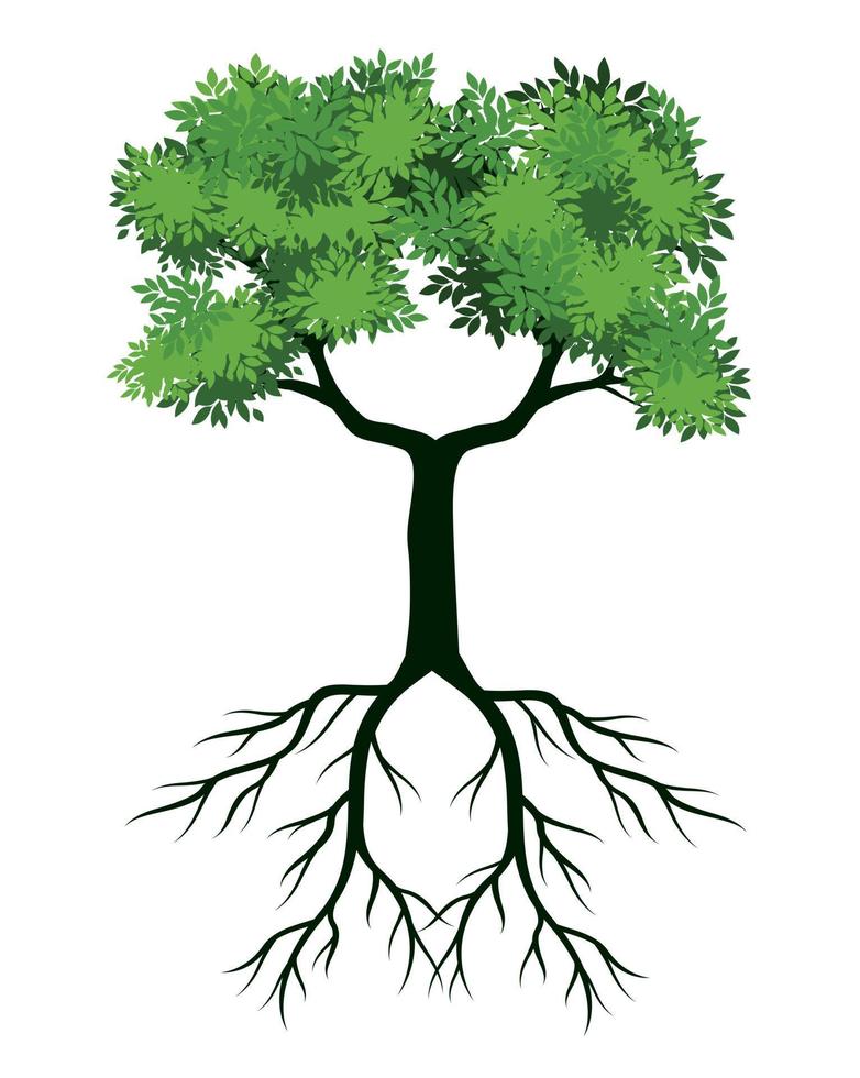 fresco verde albero con le foglie e radici. vettore schema illustrazione. pianta nel giardino.