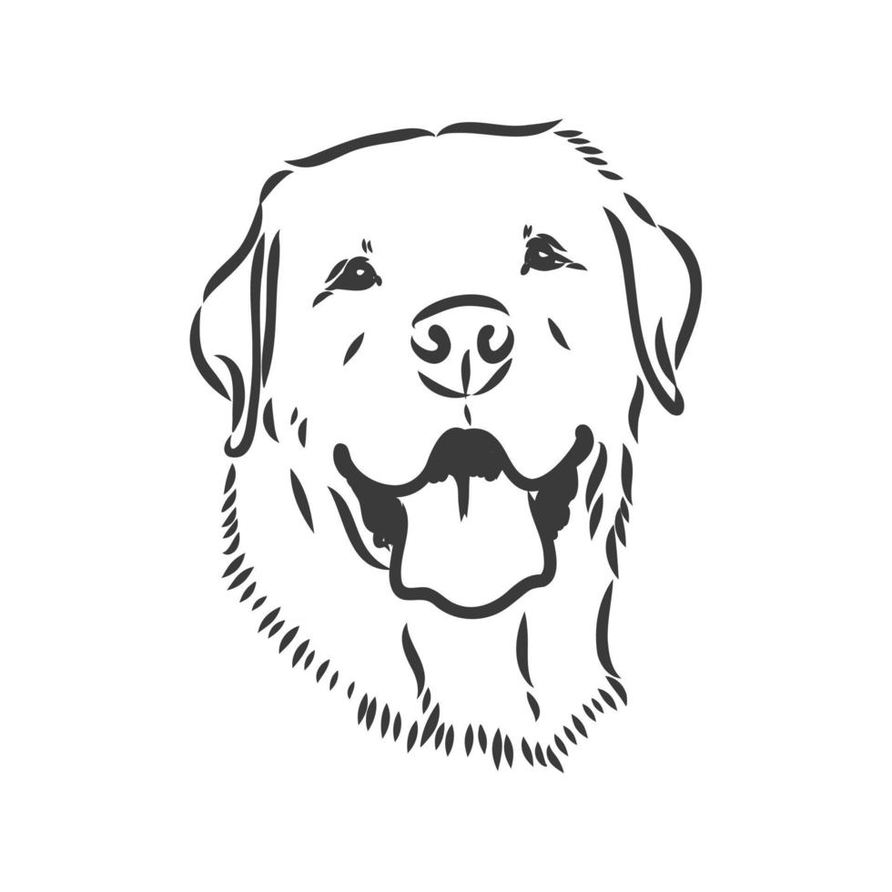 immagine vettoriale di un cane labrador su sfondo bianco. schizzo di vettore del labrador su sfondo bianco