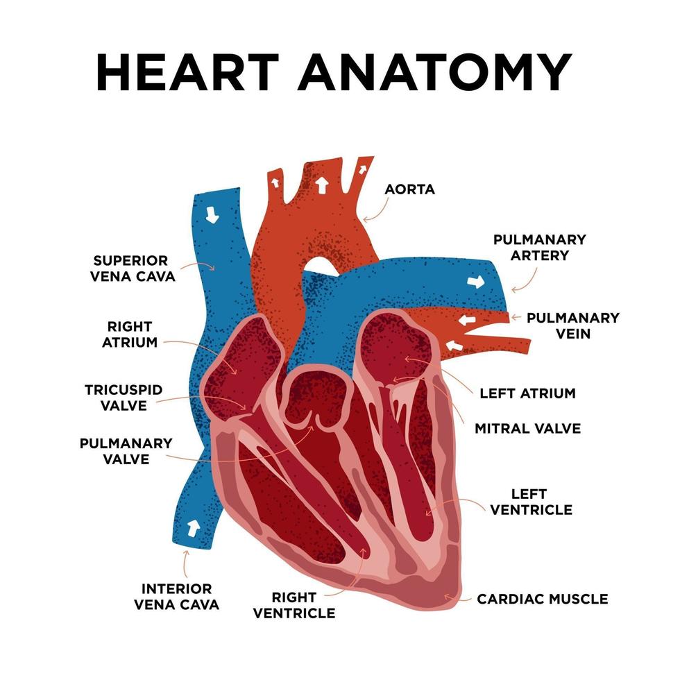 diagramma di anatomia del cuore. struttura del cuore umano. con etichetta metà cuore in stile doodle. parte dell'educazione del cuore nemico. illustrazione vettoriale disegnato a mano.