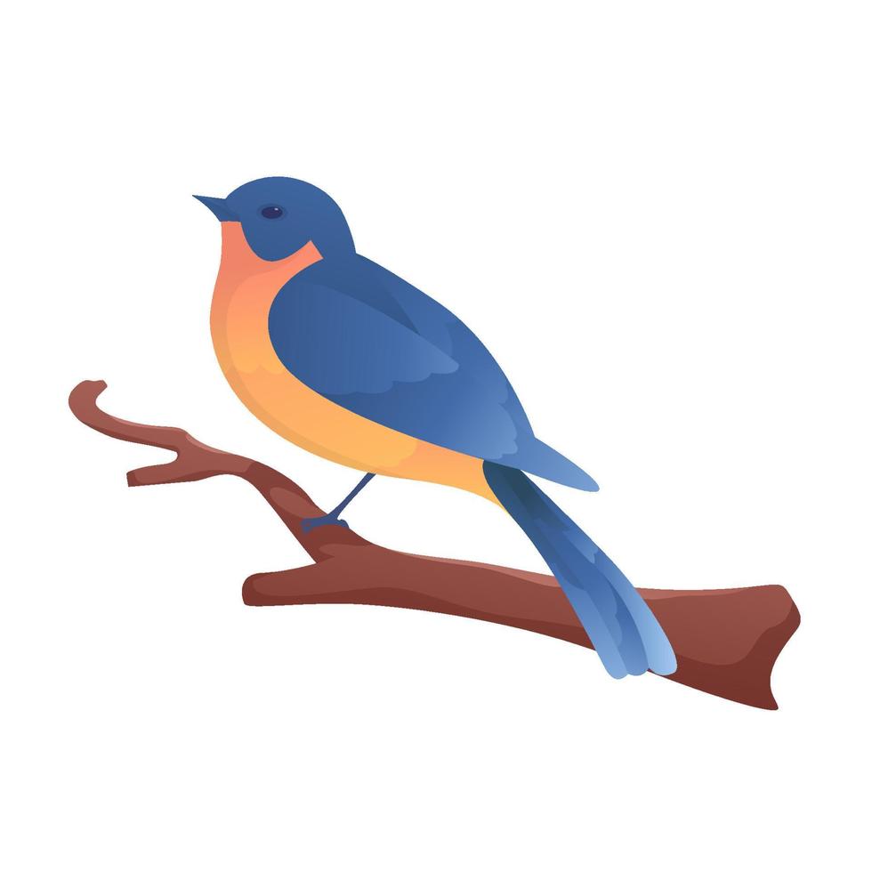 orientale Bluebird arroccato su ramo con isolato sfondo vettore