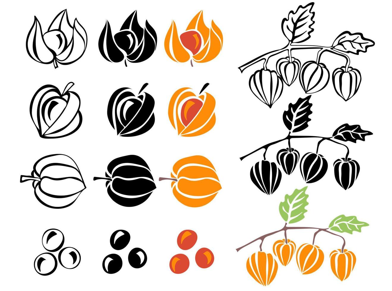 physalis ramoscelli e frutta schema, nel silhouette e colorato isolato su bianca sfondo vettore