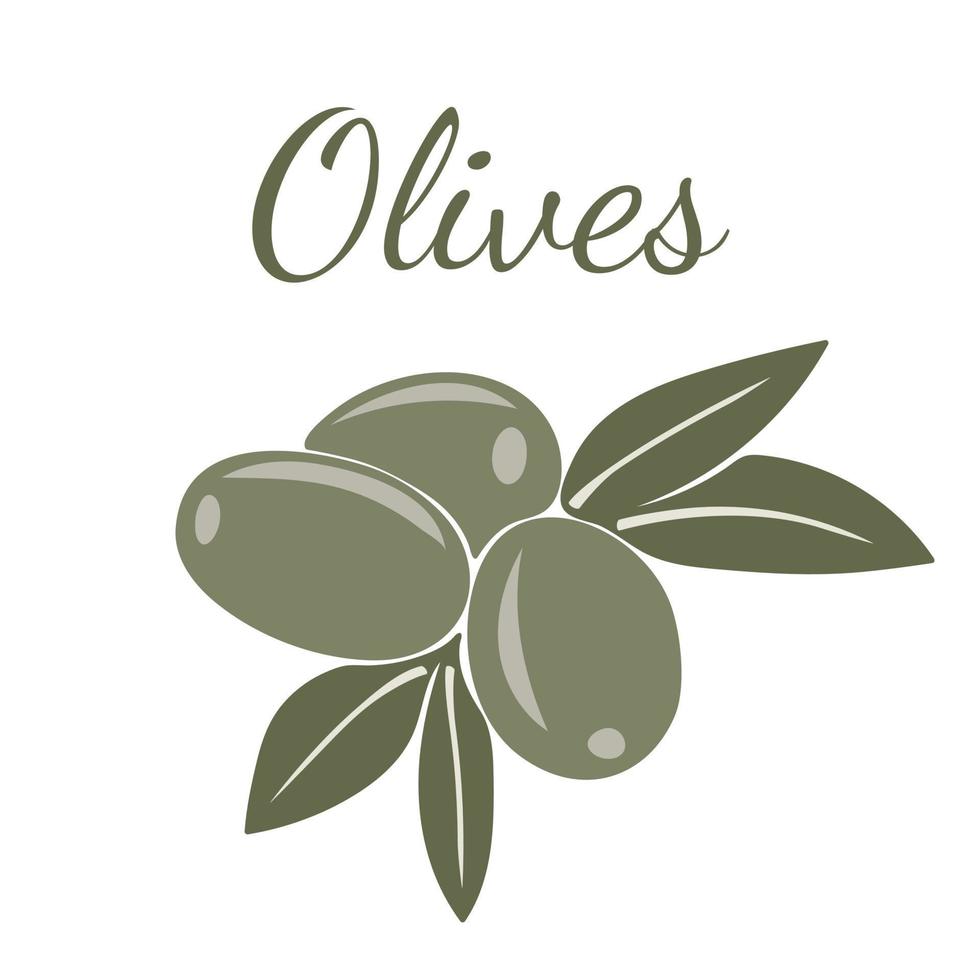 olive verdi con foglie vettore