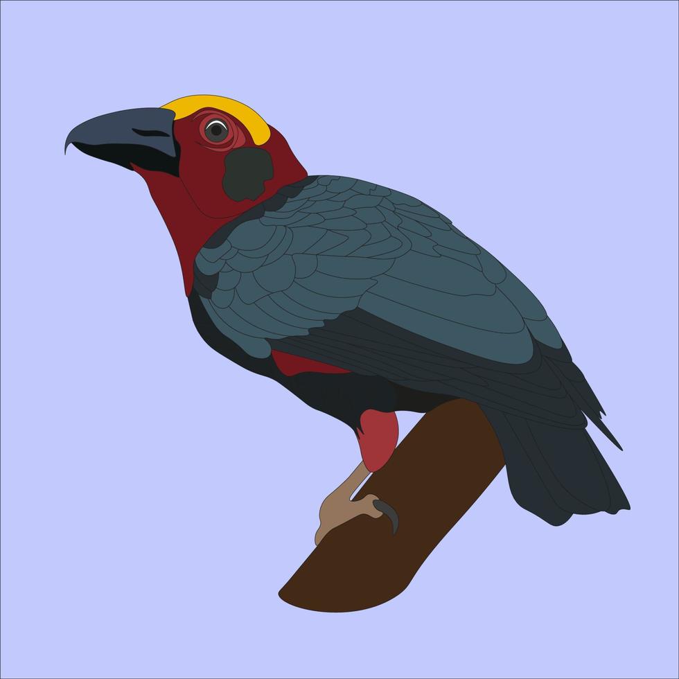 illustrazione di il bornean zione batu è un' specie di uccello canoro quello è diventare sempre più raro nel il foreste di kalimantan vettore