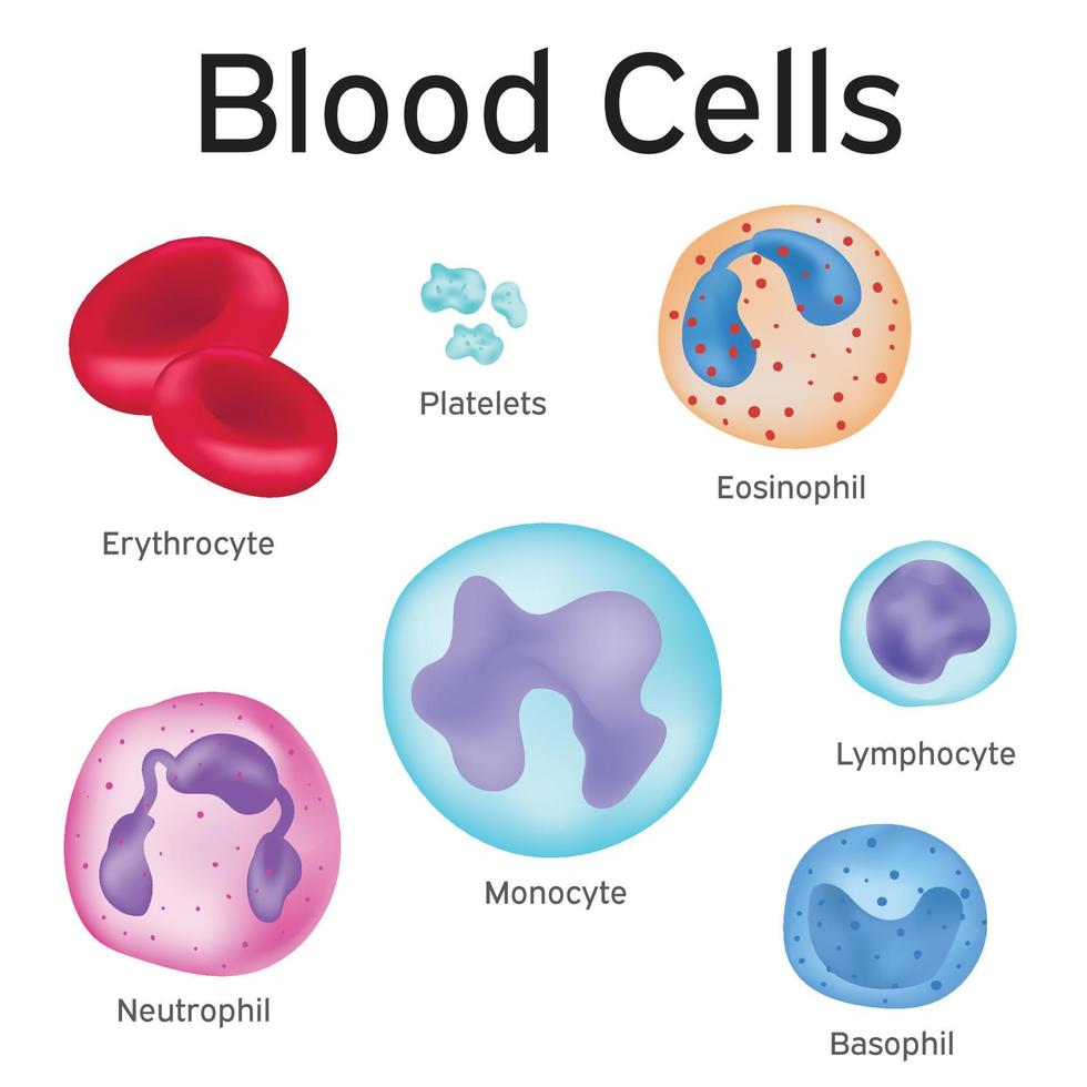 tipi di cellule nel il tuo sangue. vettore