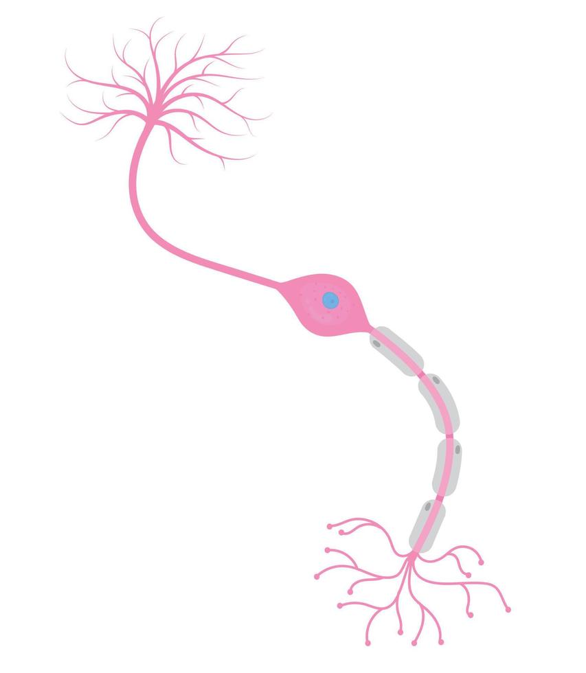 bipolare neurone cellula. vettore
