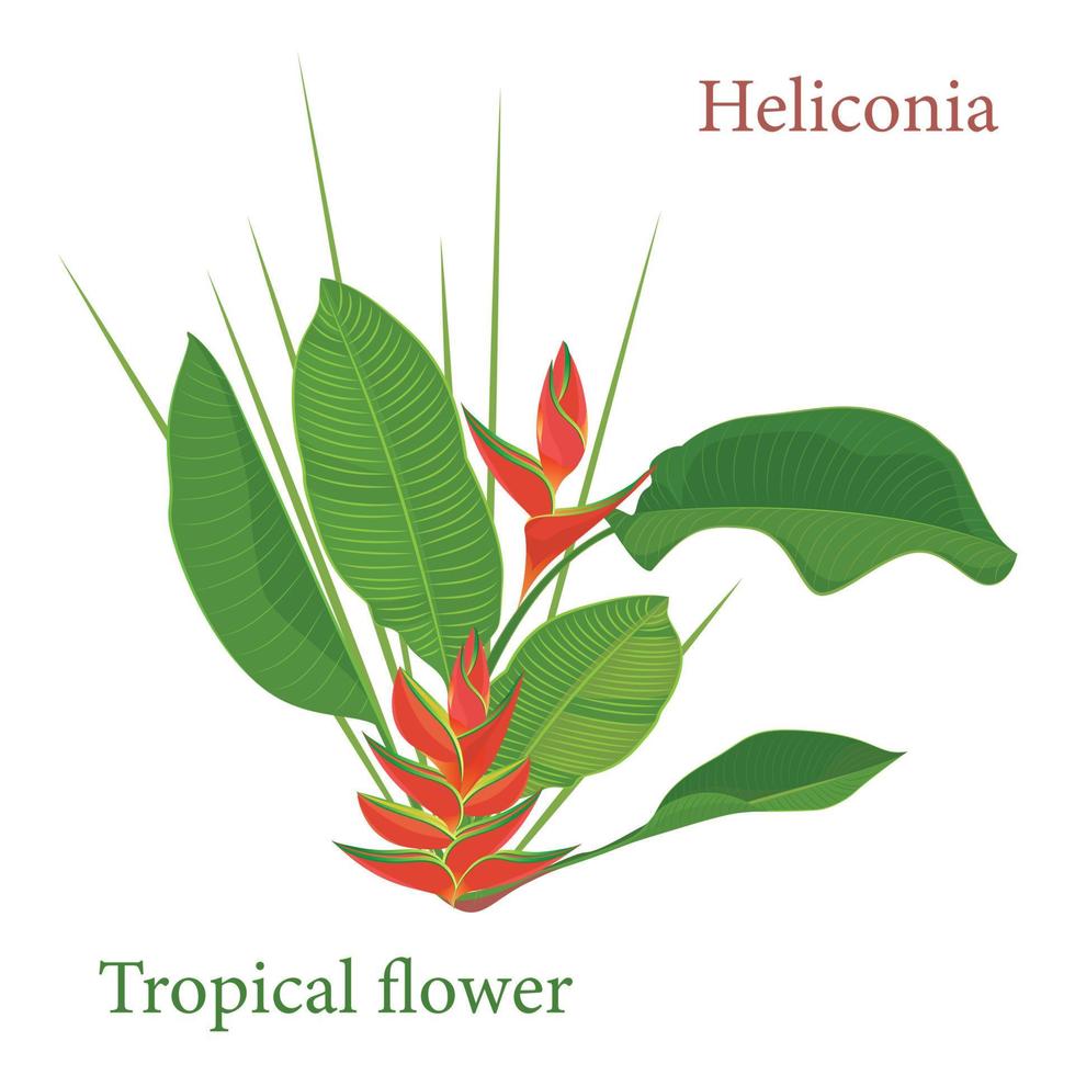 ramo tropicale heliconia fiore le foglie. acquerello realistico disegno nel piatto colore stile. isolato su bianca sfondo vettore