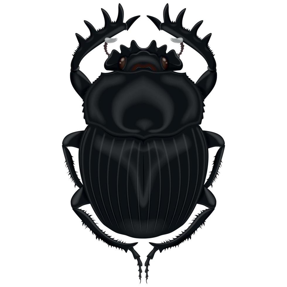 illustrazione di insetti, scarabeo stercorario vettore