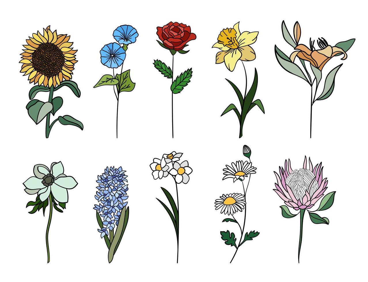 realistico colorato fiori impostare. Perfetto per illustrazioni e botanico formazione scolastica. vettore