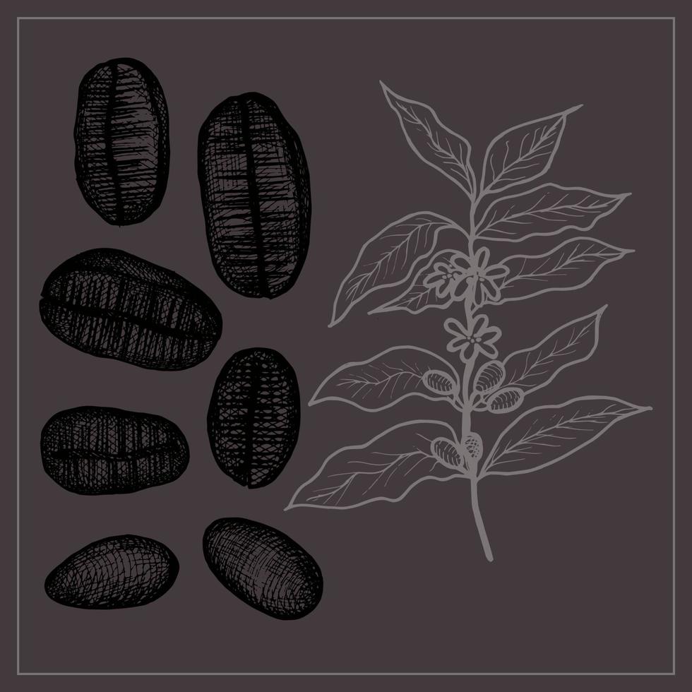 illustrazione di caffè fagioli e caffe pianta. illustrazione di maturo caffè fagioli mano disegno.disegnato.color.caffè elemento vettore