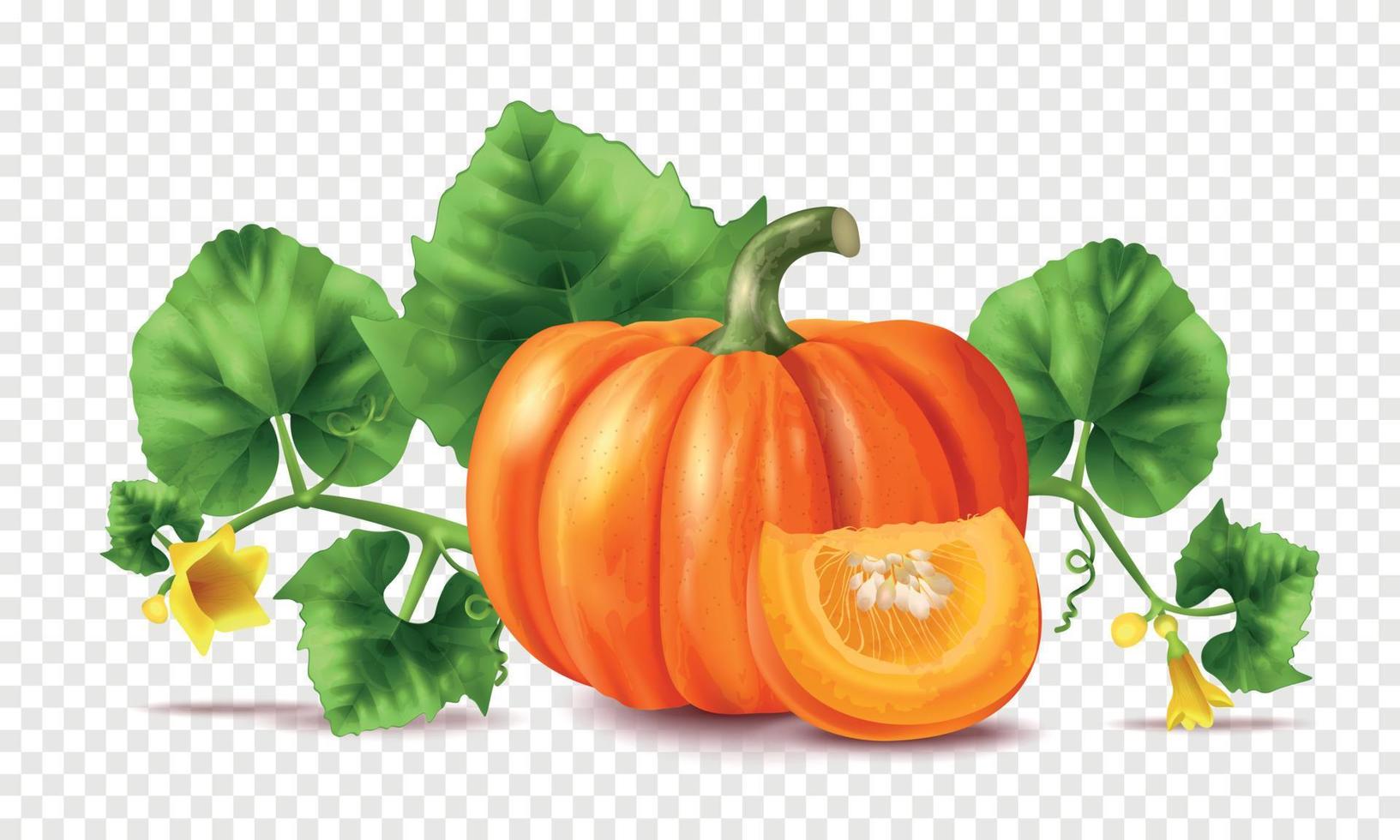 realistico zucca liana vettore