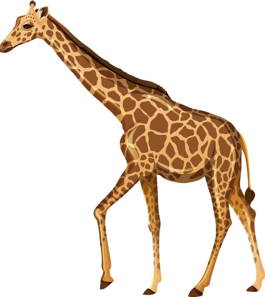 giraffa adulta in posizione eretta su sfondo bianco vettore