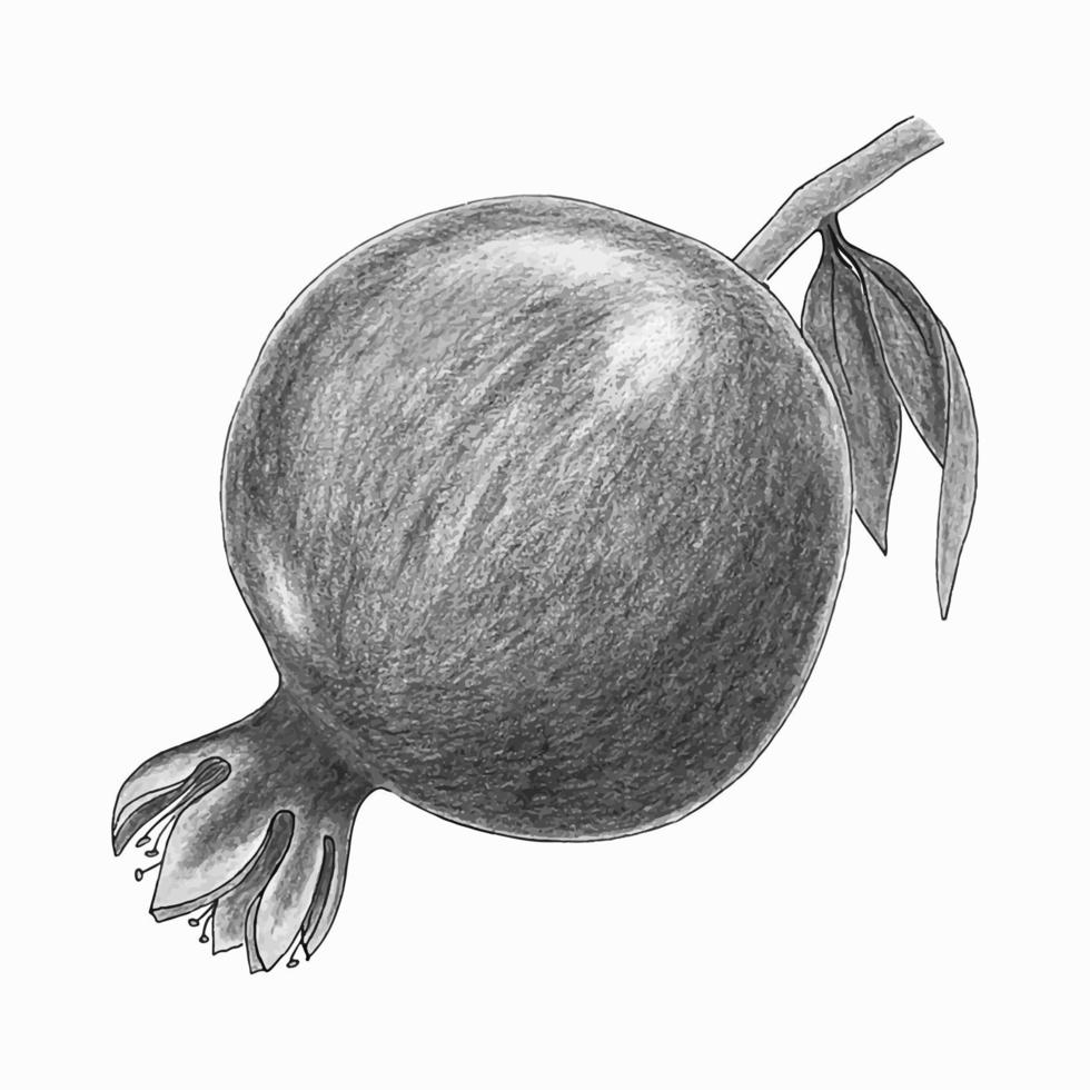 Melograno acquerello mano disegnato frutta. monocromatico schizzo stilizzato. vettore