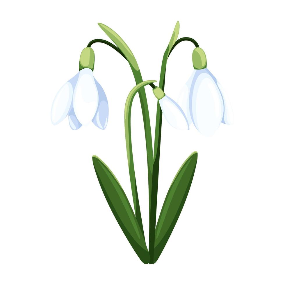 bellissimo vettore bucaneve. primo primavera fiori. clipart. delicato bucaneve fiori per il tuo design