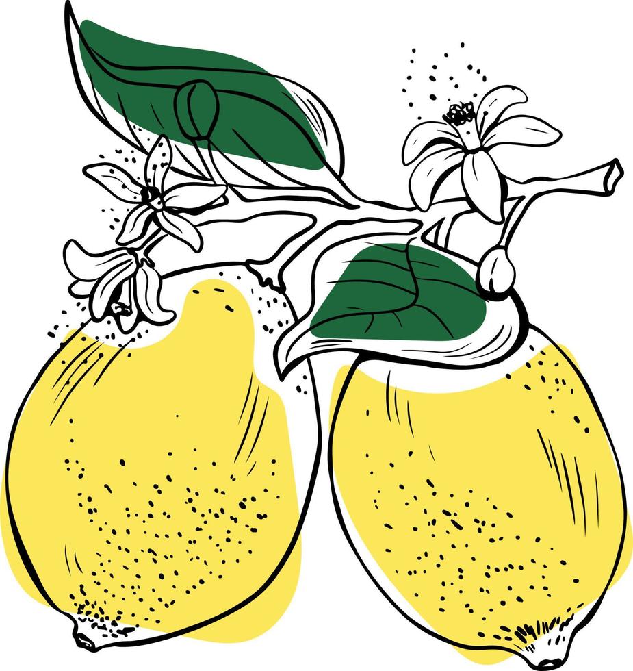 mano disegnato Linea artistica Due totale limoni con fiori e le foglie giallo su bianca sfondo vettore