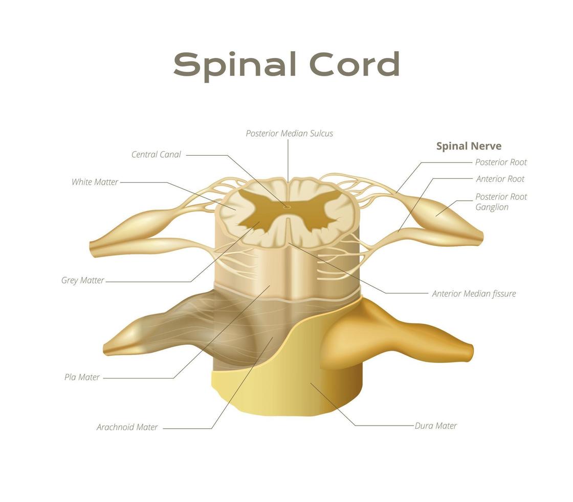 anatomico spinale cordone infografica vettore