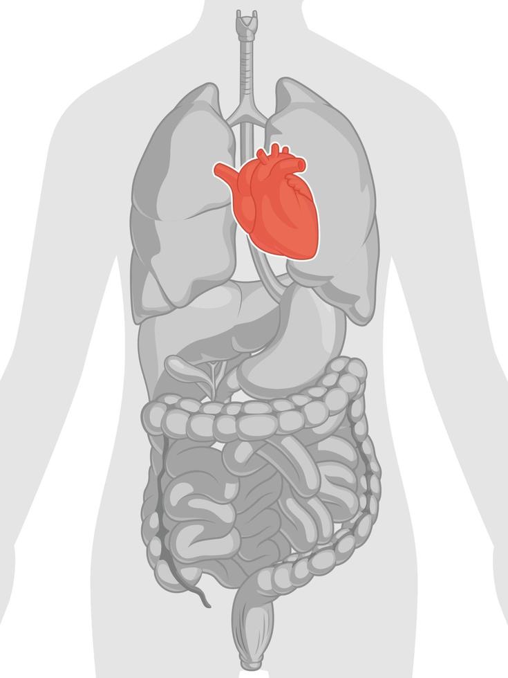 cuore, organo, sistema cardiovascolare, parte corpo, anatomia, cartone animato, disegno vettore