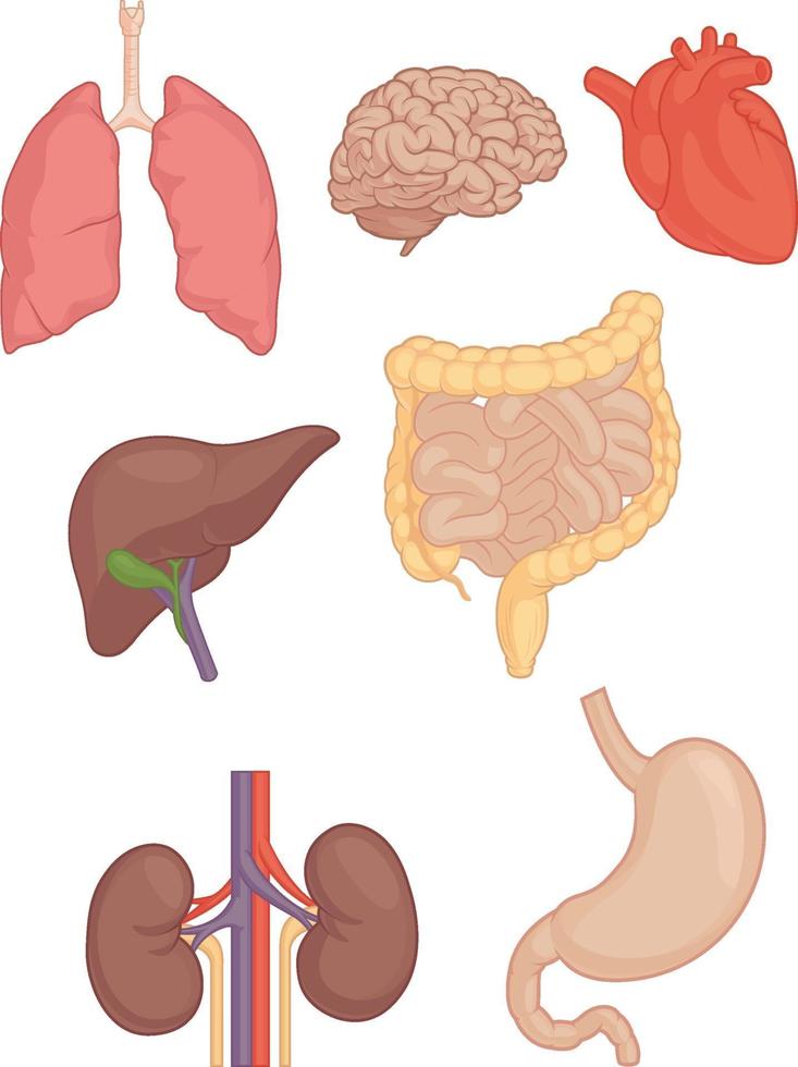parti del corpo umano cervello polmone cuore fegato stomaco cartone animato disegno vettoriale