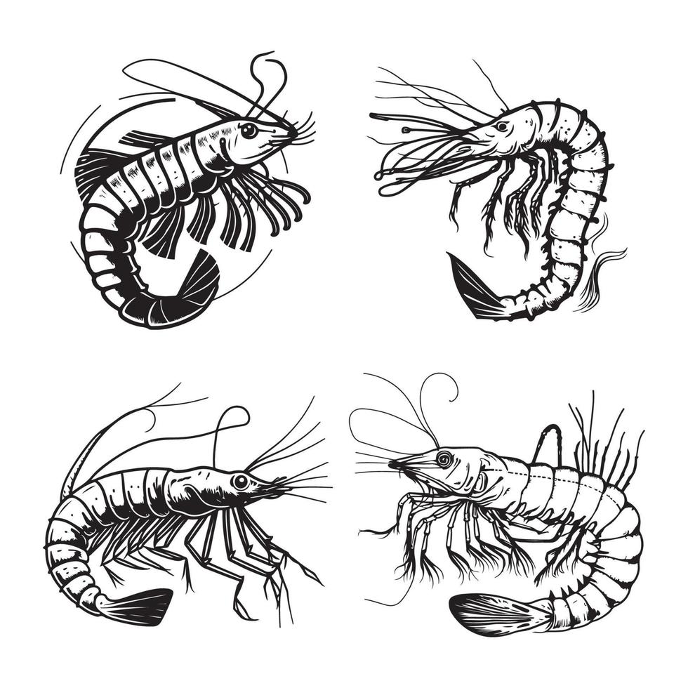 gamberetto vettore, gamberetto mano disegnato schizzo nero schema vettore