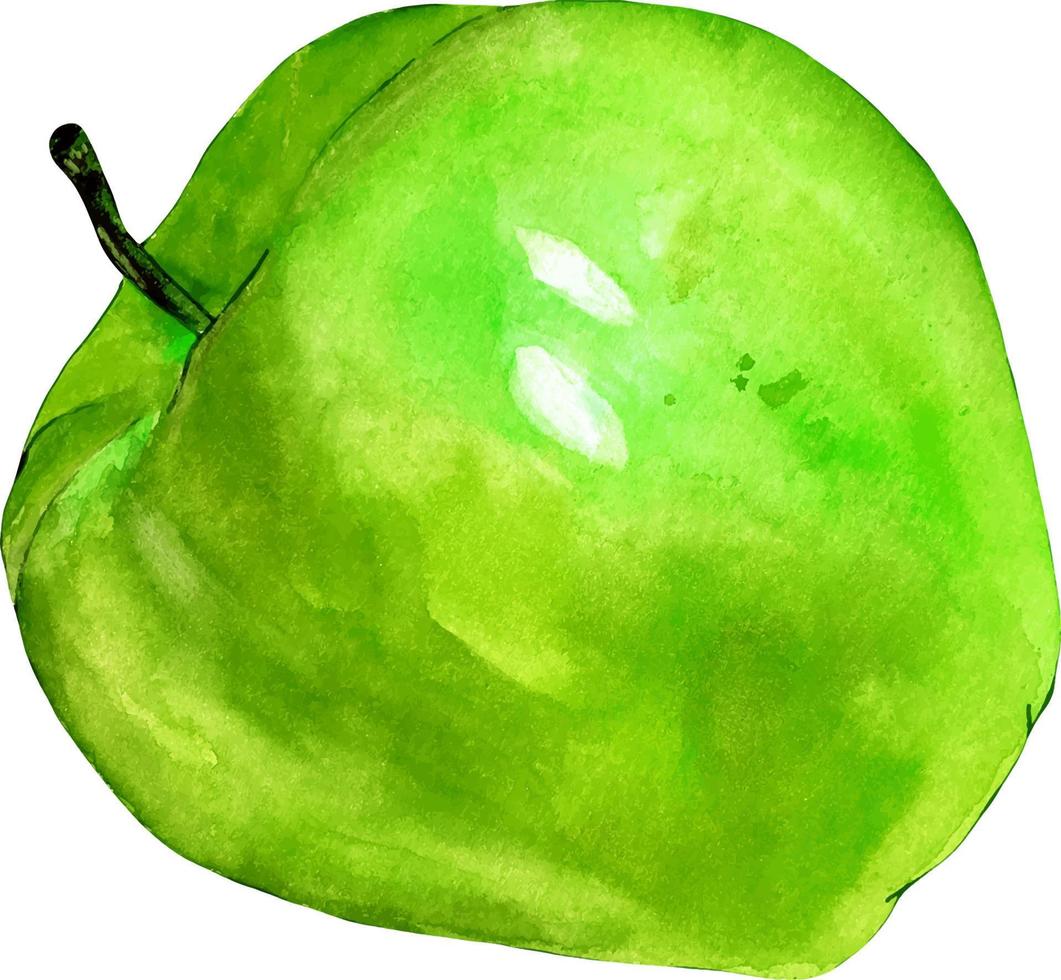 acquerello verde Mela frutta totale avvicinamento isolato su bianca sfondo vettore