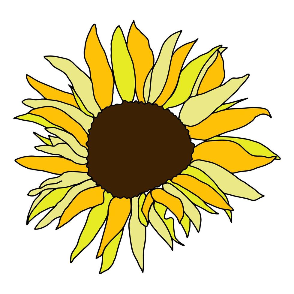 girasole testa fiore mano disegnato vettore