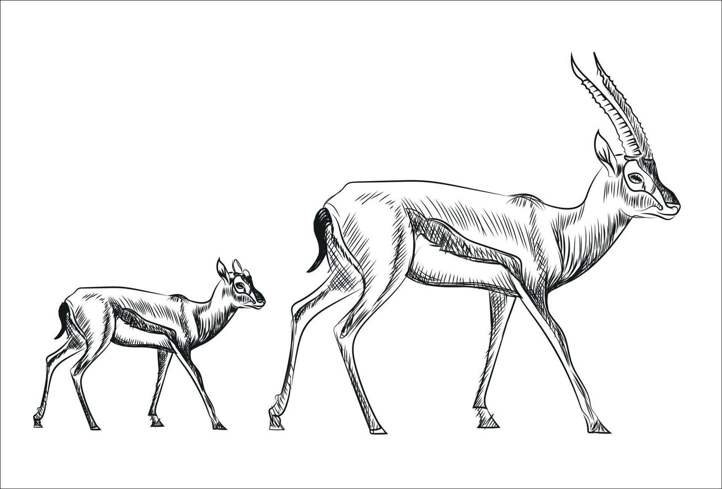 mano disegnato schizzo di antilope famiglia vettore illustrazione su bianca sfondo