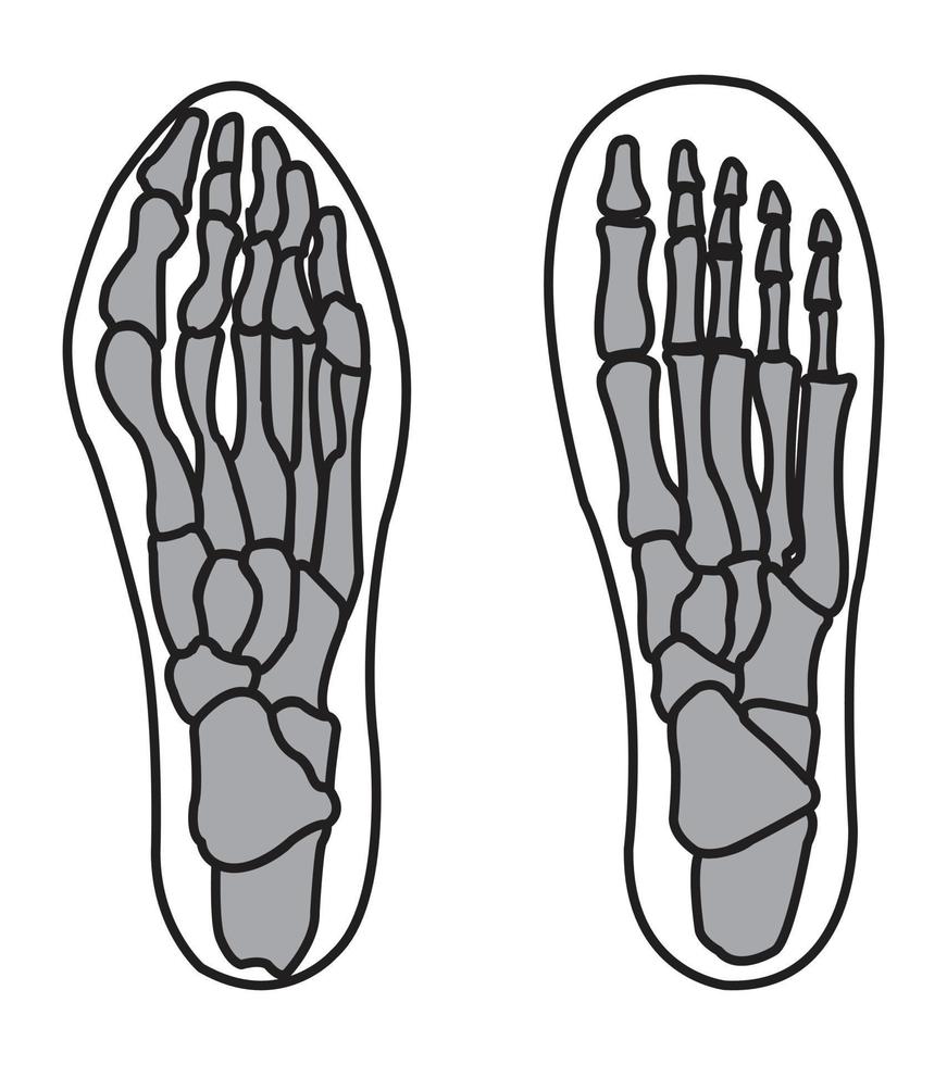 ossatura di piede illustrazione vettore