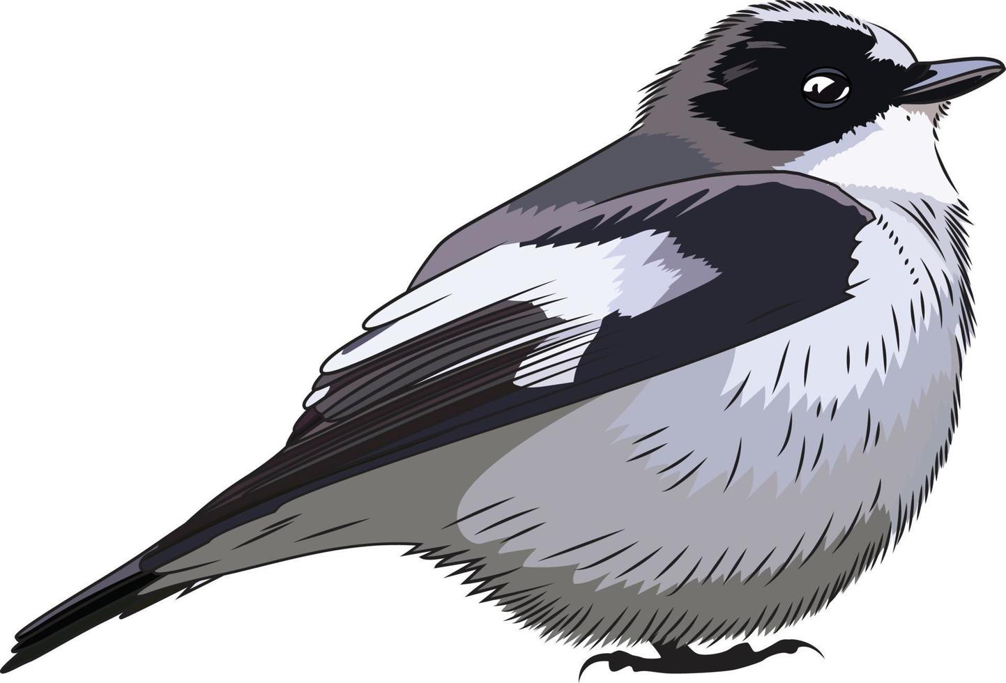europeo pezzato pigliamosche uccello vettore illustrazione nero e bianca rosso elencati uccello clip arte