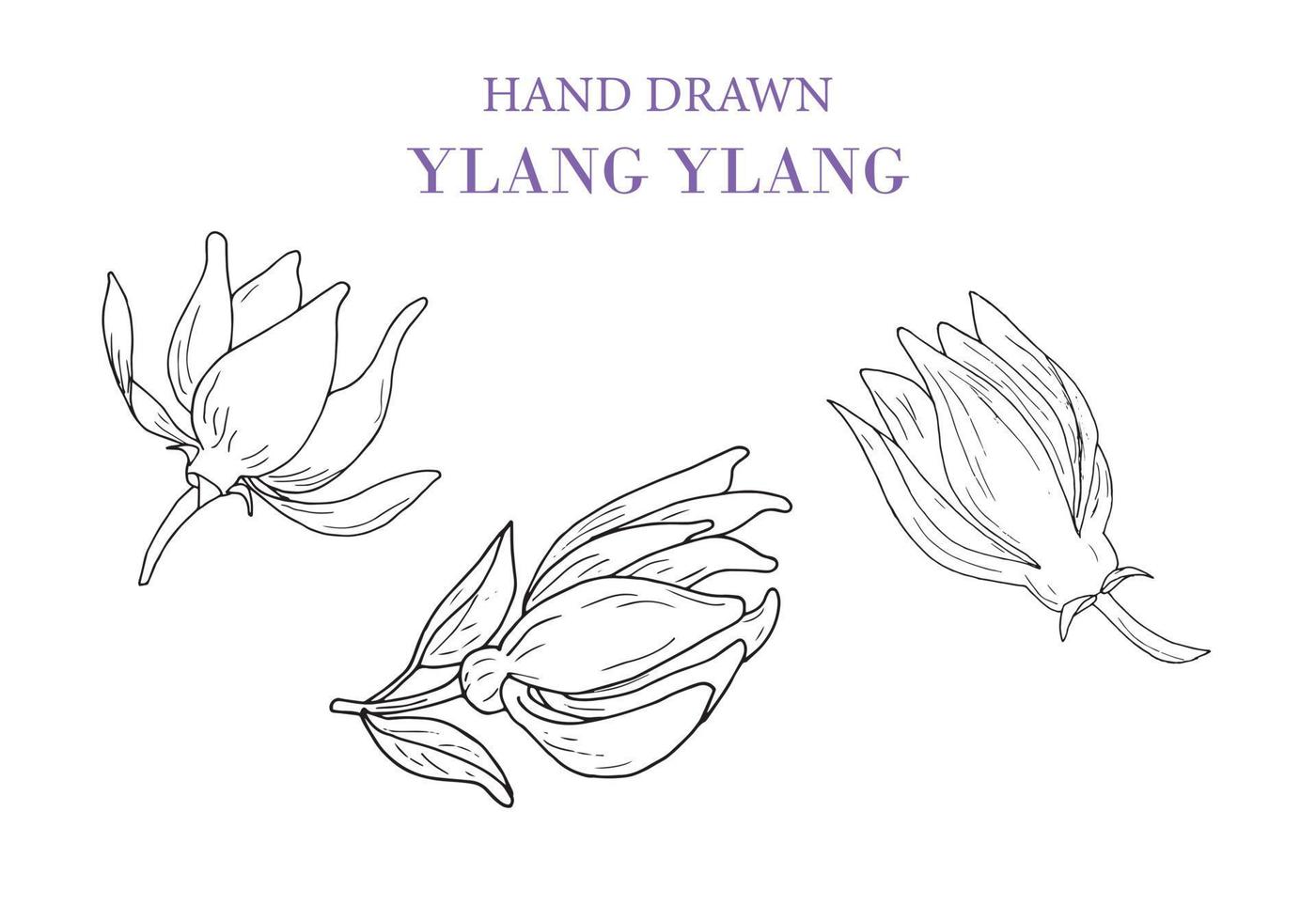 mano drawylang ylang vettore disegno impostare. isolato illustrazione di medico fiore. bellezza e terme, cosmetico ingrediente.