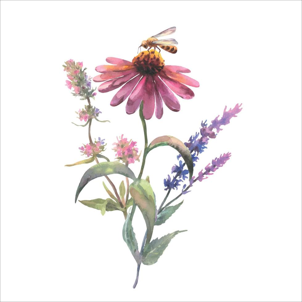 fiori selvatici vettore mazzo con echinacea purpurea, saggio e timo, e ape, seduta su il fiori su un' bianca sfondo. acquerello botanico illustrazione, floreale elementi, viola fiori.