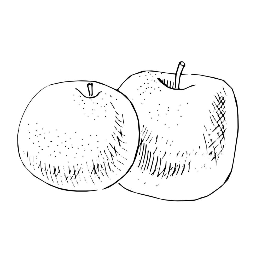 schizzo in bianco e nero di due mele e ciliegie su sfondo bianco. illustrazione disegnata a mano di vettore. vettore