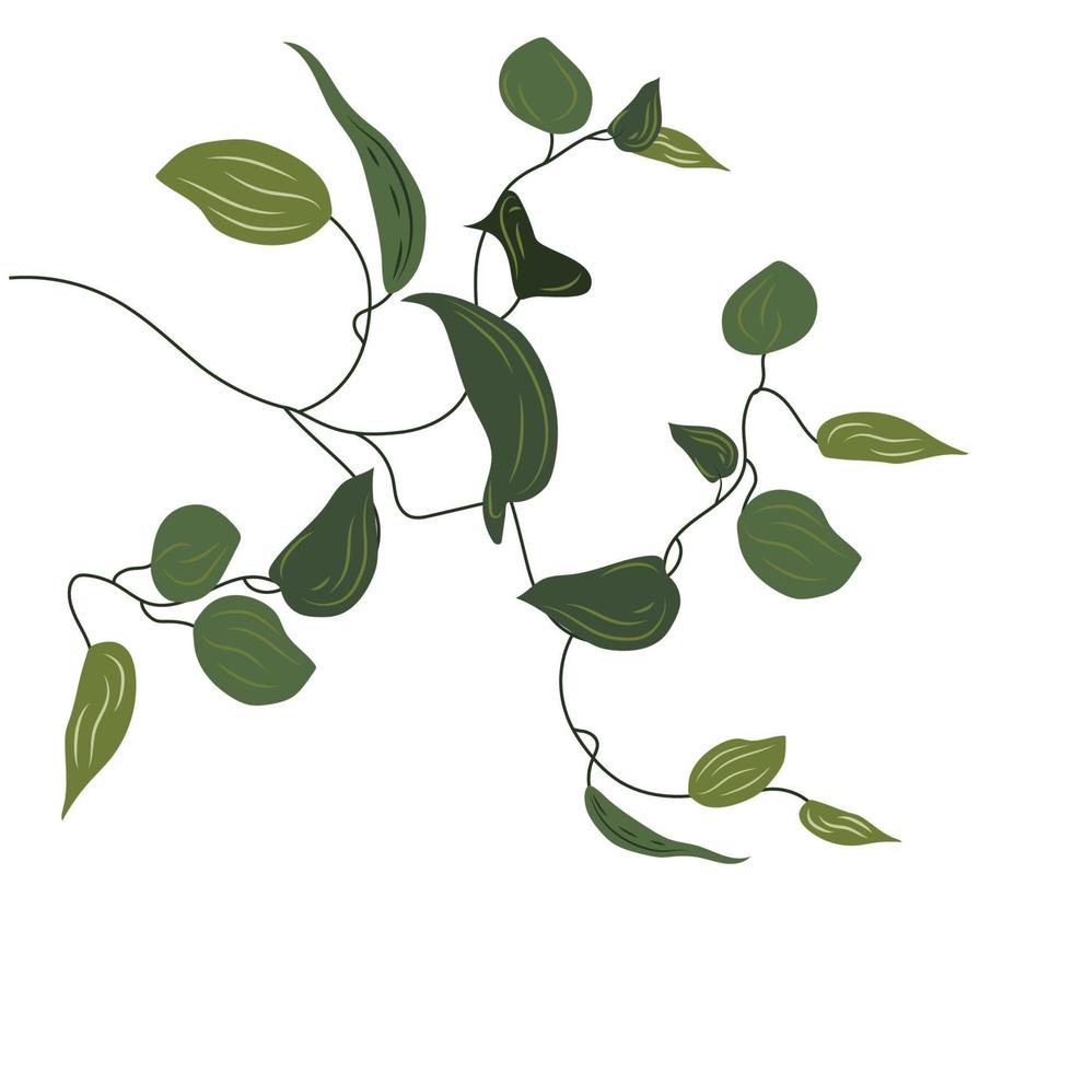 tropicale liana vite pianta. epipremnum clip arte, rampicante, fiore. vettore