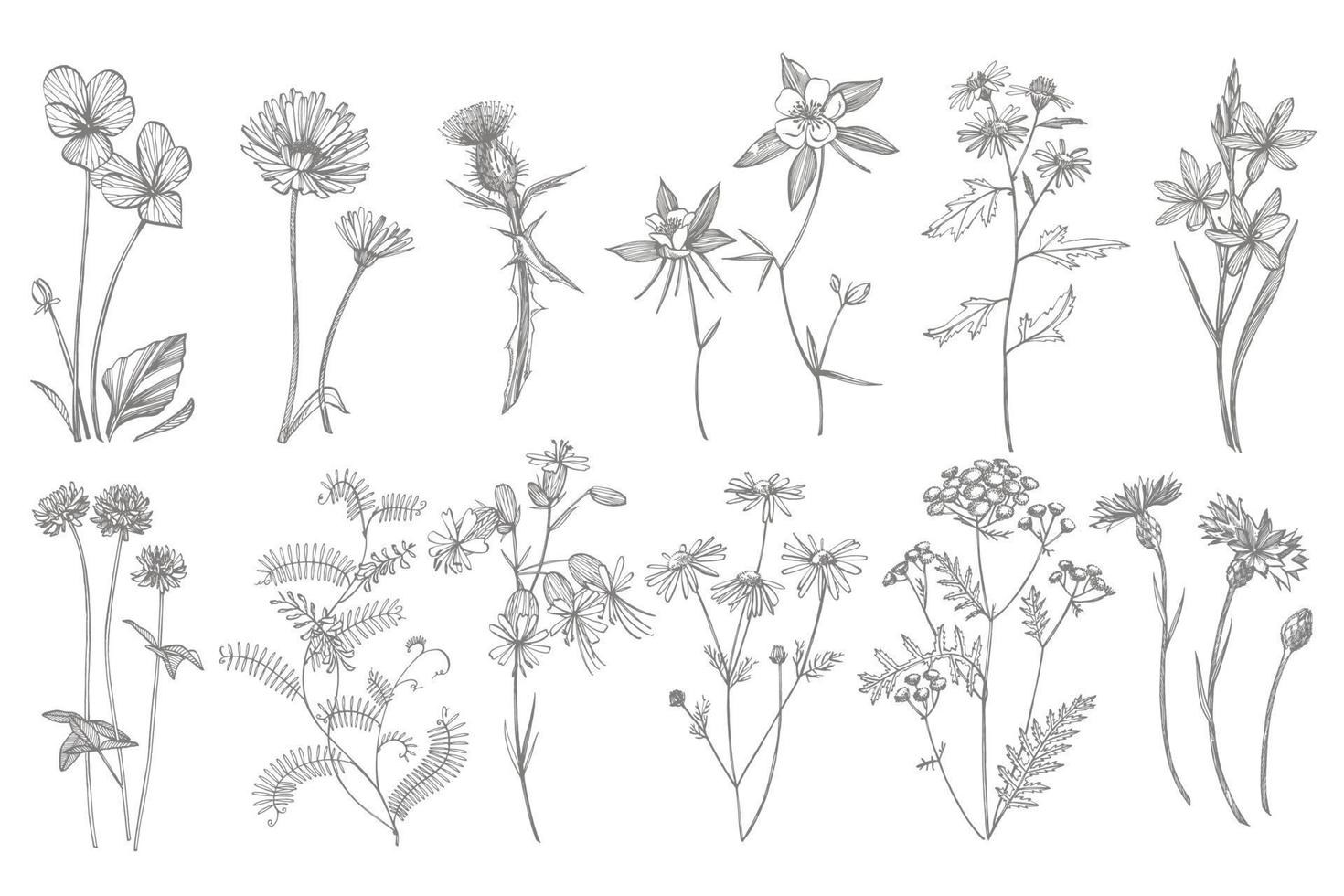 collezione di mano disegnato fiori e erbe aromatiche. botanico pianta illustrazione. Vintage ▾ medicinale erbe aromatiche schizzo impostato di inchiostro mano disegnato medico erbe aromatiche e impianti schizzo vettore