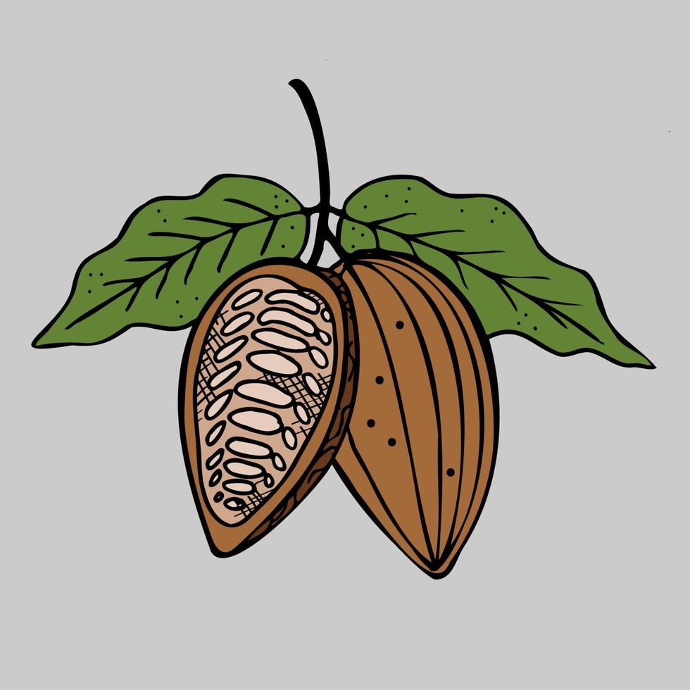 cacao. mano disegnato schizzo cacao fagioli, le foglie schizzo e cacao albero. biologico Prodotto. vettore