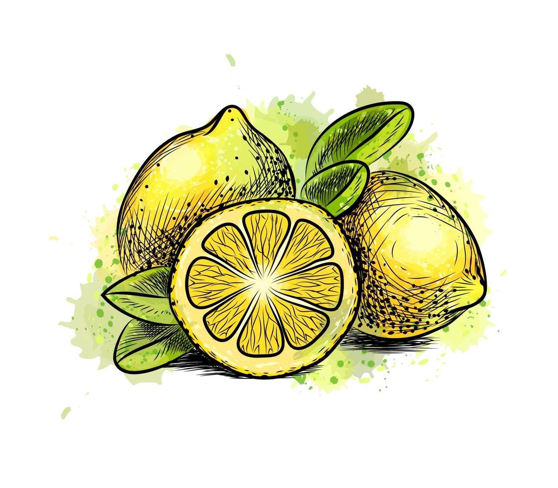 limone con foglie da una spruzzata di acquerello, schizzo disegnato a mano. illustrazione vettoriale di vernici