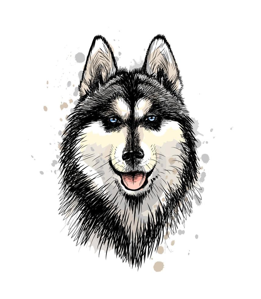 ritratto della testa del husky siberiano con gli occhi azzurri da una spruzzata di acquerello, schizzo disegnato a mano. illustrazione vettoriale di vernici